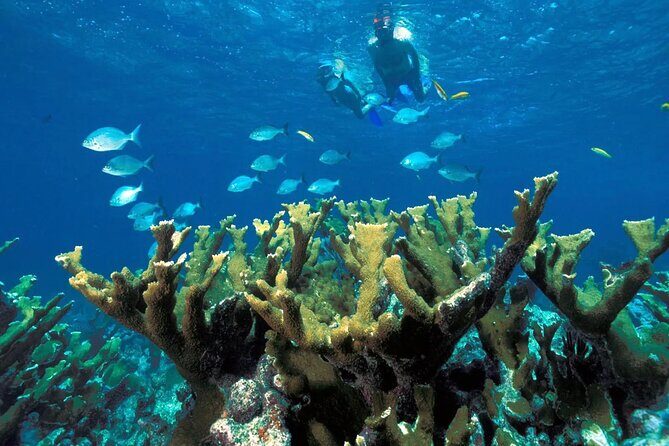 Tour in the Contoy Island Reserve Plus Visit to Isla Mujeres - Authentic Insights from Past Travelers