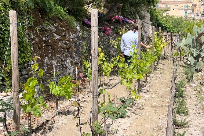 Tour in the Heady Scents of Our Garden in Ragusa - Garden Aromas