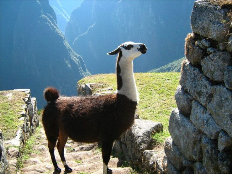 Tour Machu Picchu Mountain Huayna Picchu - Booking Details