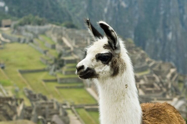 Tour Machu Picchu Mountain Huayna Picchu - Experience