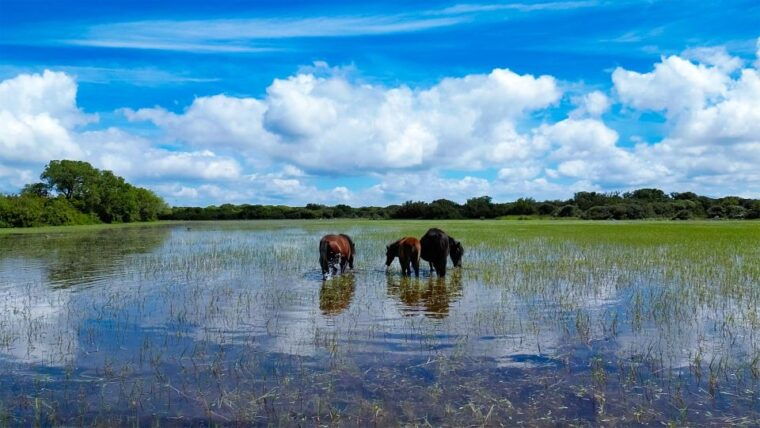 Tour Nature & Wildlife From Cagliari - Scenic Drives and Stunning Landscapes