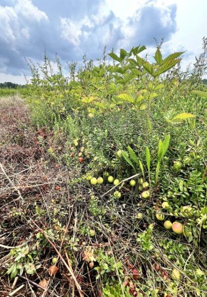 Tour of a Local Cranberry Farm W/ Transportation From Boston - Accessibility Considerations