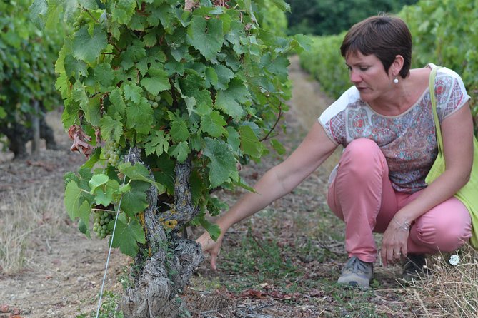 Tour of a Vineyard, Winery & Cellar With Wine Tasting in Vouvray, Loire Valley - Traveler Photos