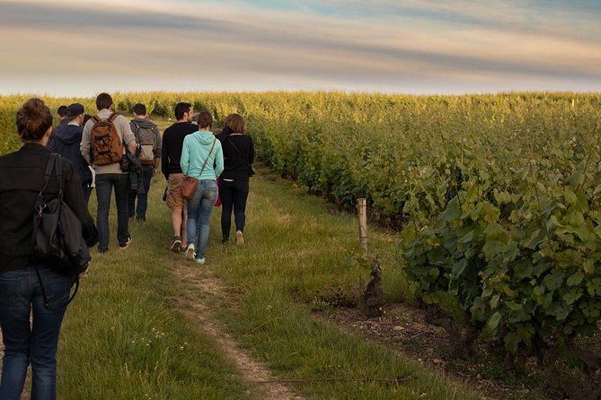 Tour of a Vineyard, Winery & Cellar With Wine Tasting in Vouvray, Loire Valley - Vineyard and Winery Experience