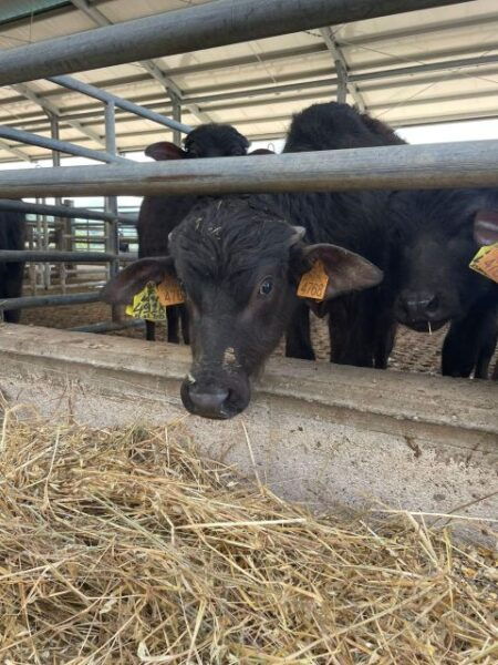 Tour of Cilento: a Journey Through History and Archaeology - Departure Point and Directions