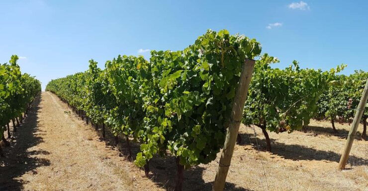 Tour of Évora: Unesco World Heritage Site - Good To Know