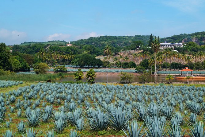 Tour of Guachimontones Archeological Site & Tequila From Guadalajara - Tequila Tasting Experience