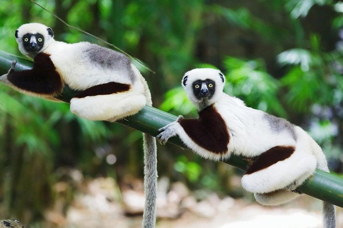 Tour of Madagascar: East Coast: ANDASIBE, SAINTE MARIE, MAHAMBO, PANGALANES - Good To Know
