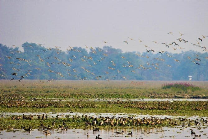 Tour of Pobitora Wildlife Sanctuary from Guwahati with Safari, Lunch and Guide - Why Choose This Pobitora Safari?