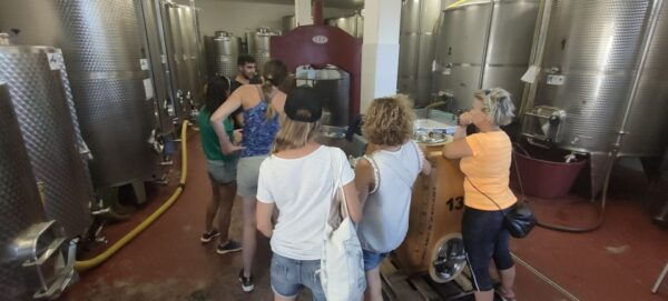 Tour of Primitive Wine Tasting in Gioia Del Colle - Additional Information