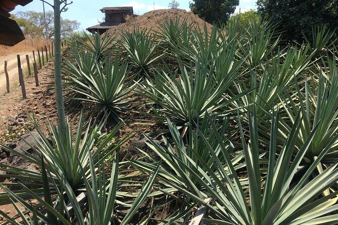 Tour of San Sebastián del Oeste with Lunch - Who Will Love This Tour?