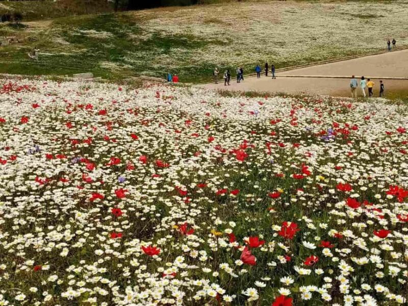 Tour of the archaeological site of Olympia by an Italian-Greek archaeologist - FAQ