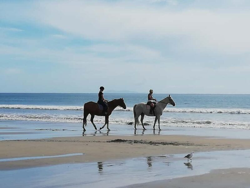 Tour of the Bay, Te Puna Sculpture Park and Historic Village - Frequently Asked Questions