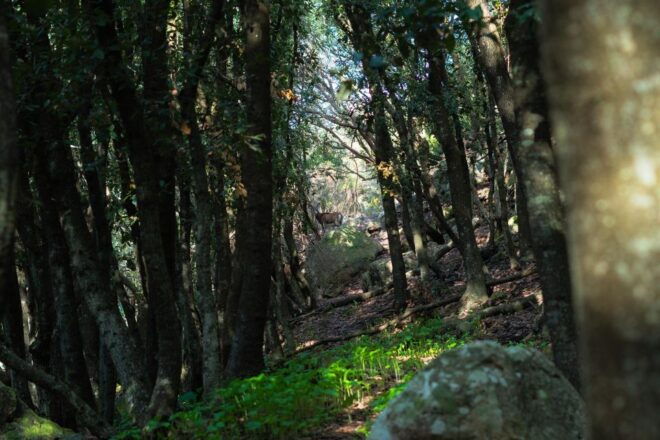 Tour of the Island of Zannone Lasting 6 Hours - Frequently Asked Questions