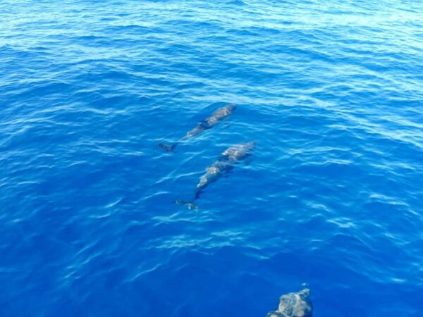 Tour of the Islands of the Archipelago With Lunch and Drinks - Language and Tour Guide