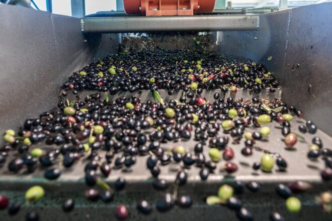 Tour of the Perniola Oil Mill With Tasting of EVO Oil - Tasting Experience