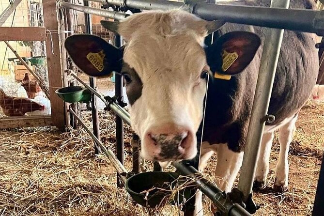 Tour of the Sorrento Hills With Cooking Lessons - Itinerary Highlights