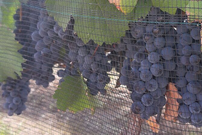 Tour of the Tradition and History of Cheese and Wine in Querétaro - The Practicalities: What to Expect