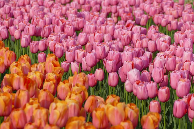 Tour of the Tulip Fields in a Typical Ducth Tulip Farm - Inclusions