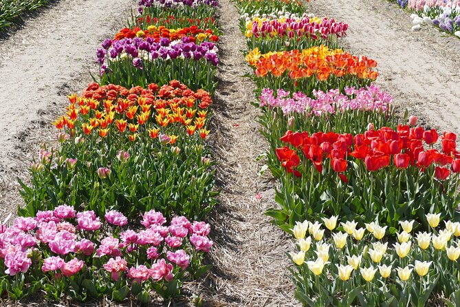 Tour of the Tulip Fields in a Typical Ducth Tulip Farm - Reviews