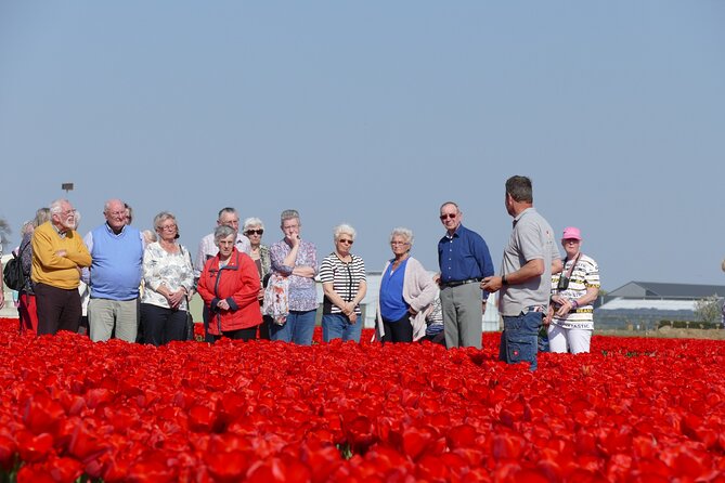 Tour of the Tulip Fields in a Typical Ducth Tulip Farm - Tulip Excursion