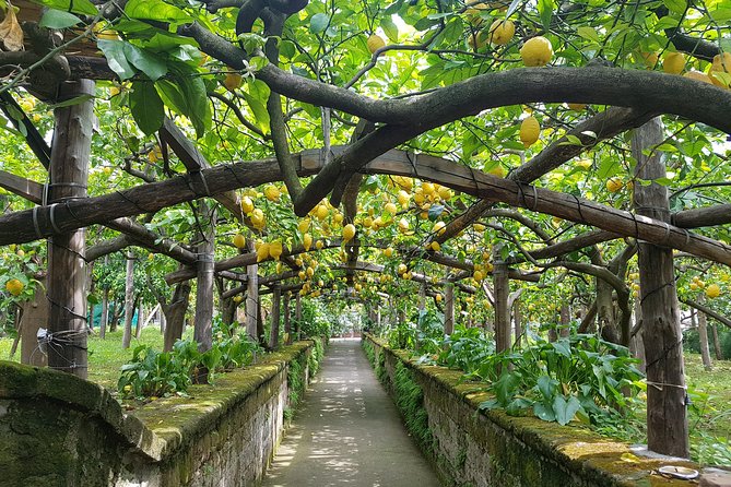 Tour on the Amalfi Coast: Sorrento and Positano, a Day From Rome - Overview of Sorrento and Positano