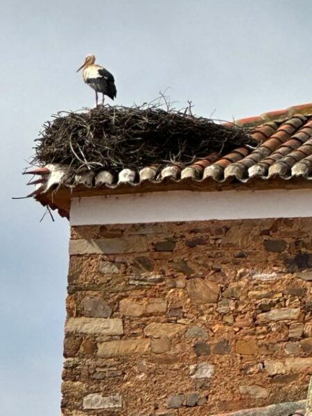 Tour Oviedo, Castrillo Polvazares, Astorga, and Leon Cathedral - The Sum Up