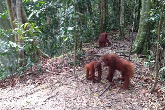 TOUR PACKAGE (Jungle Trekking, Taxi, Room) 4 DAYS 3 NIGHTS in BUKIT LAWANG - Good To Know