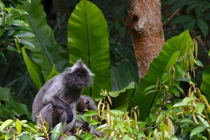 TOUR PACKAGE (Jungle Trekking, Taxi, Room) 4 DAYS 3 NIGHTS in BUKIT LAWANG - Overview and Package Details