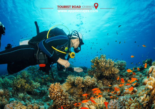 Tour Private Costa Brava Diving & Lunch - Frequently Asked Questions