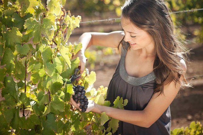 Tour Route of Art, Cheese and Wine Experiences Rio Tequisquiapan - Common Questions
