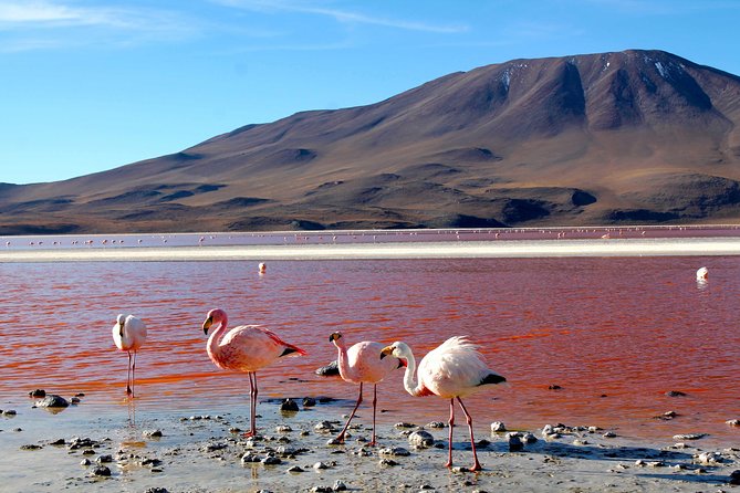 Tour Salar De Uyuni 3 Days 2 Nights Including Incahuasi Island, Highland Lakes, and Geysers - Tour Overview