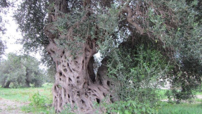Tour Su Nuraxi Barumini From Cagliari - Tips for Your Visit
