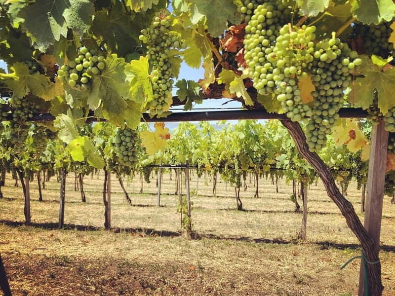 Tour & Tasting at Cantine Capitani - Additional highlights and practical tips