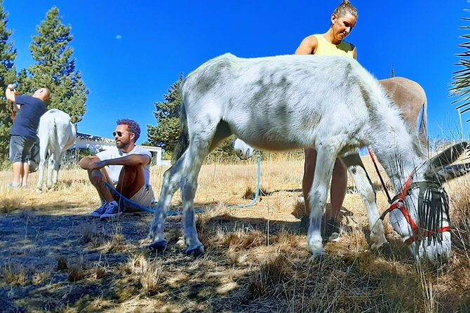 Tour the Sanctuary and Walk With the Donkeys and Share Their Love - Whats Included
