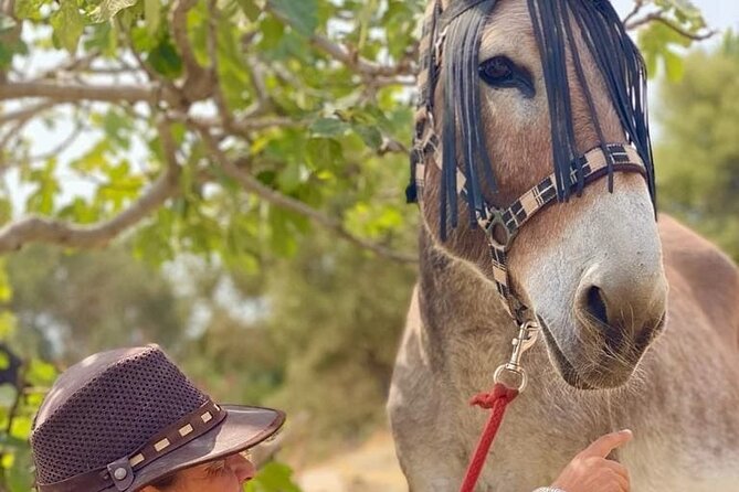 Tour the Sanctuary and Walk With the Donkeys and Share Their Love - What to Expect