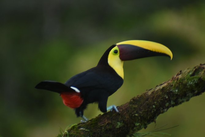 Tour Thrills: Arenal Volcano Adventure - Tour Overview