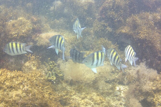 Tour to Bombinhas With Snorkeling Experience - Tour Highlights