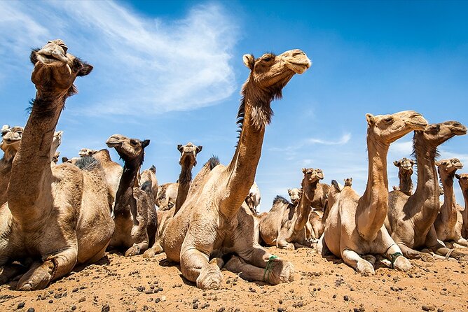 Tour to Camel Market of Birqash in Egypt - Location and Meeting Point