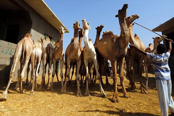 Tour to Camel Market of Birqash in Egypt - Cancellation Policy
