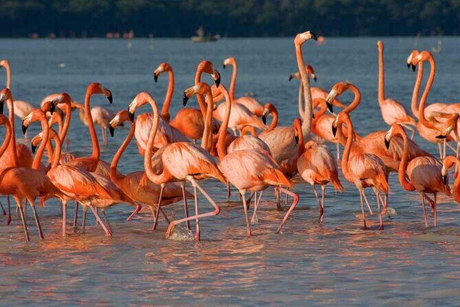 Tour to Celestun and see the flamingos - Discovering Celestun: What the Tour Offers