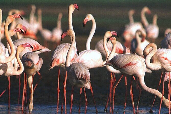 Tour to Celestun and see the flamingos - Final Thoughts