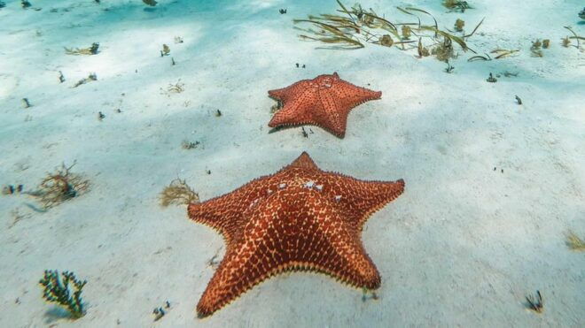 Tour to Cozumel + Heaven - Tour Duration and Cancellation