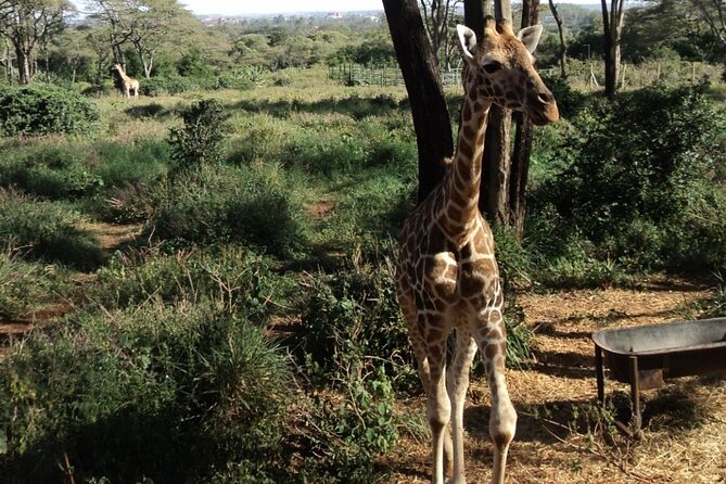 Tour to Giraffe Center From Nairobi - Tour Details