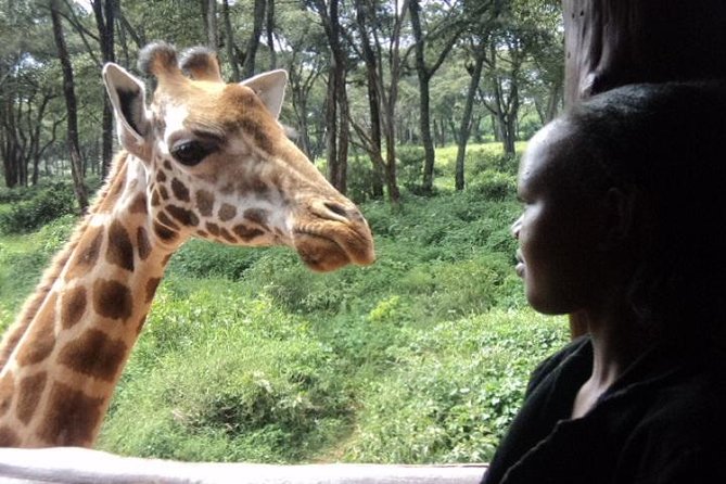 Tour to Giraffe Center From Nairobi - What To Expect