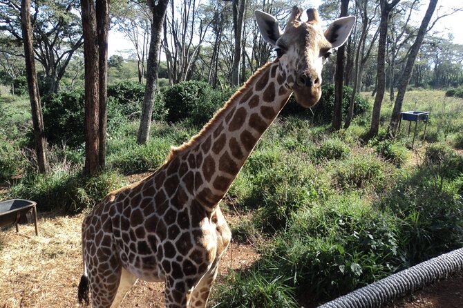 Tour to Giraffe Center From Nairobi - Reviews