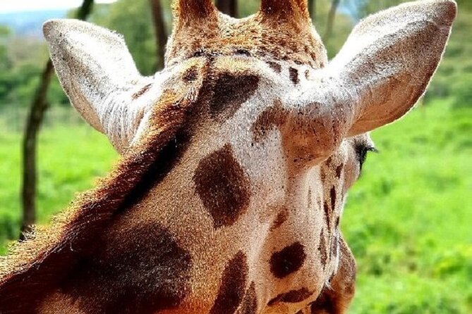 Tour to Giraffe Center From Nairobi - Frequently Asked Questions