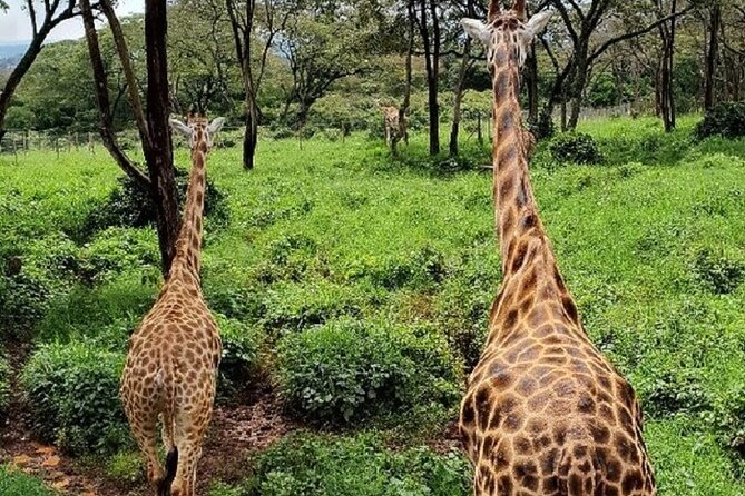 Tour to Giraffe Center From Nairobi - The Sum Up