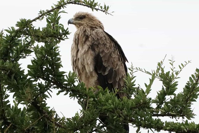 Tour to Hells Gate National Park & L Naivasha-Without Park Fees - Customer Reviews