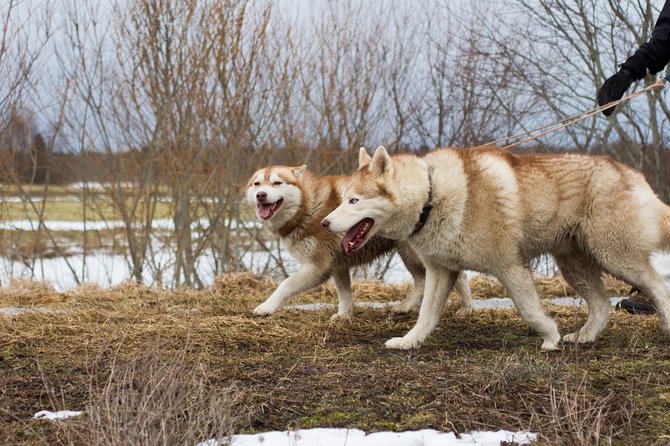 Tour to Husky Park With Cani-Cross Hike - Expectations and Requirements